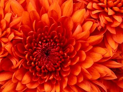 20110821113104-chrysanthemum.jpg